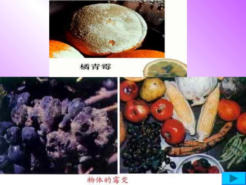 初中二年级生物上册第五单元第四章细菌和真菌第一节细菌和真菌的分布第一课时课件_第1页