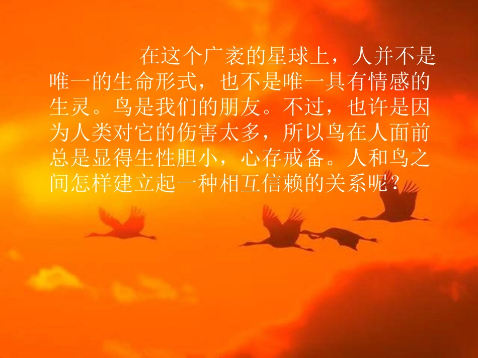 珍珠鸟10PPT课件_第2页