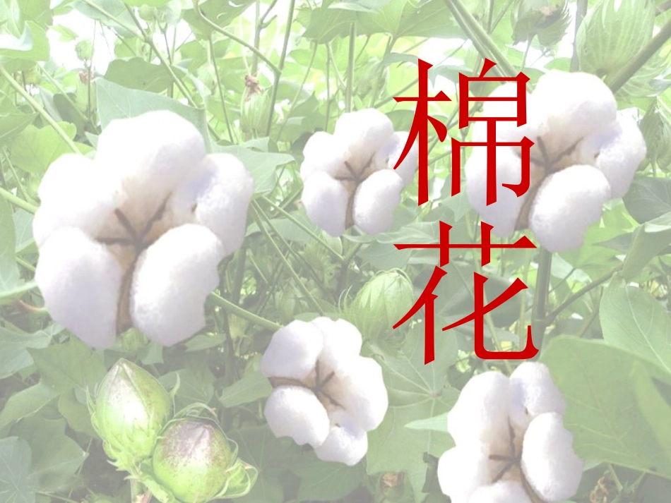 棉花姑娘20_第1页