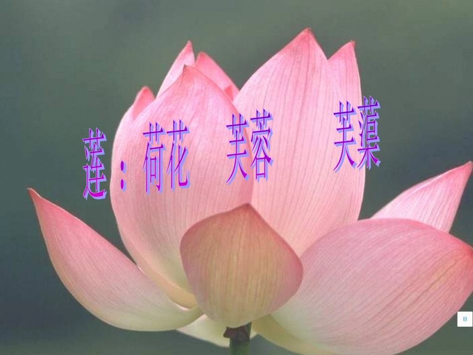 爱莲说 (5)_第1页