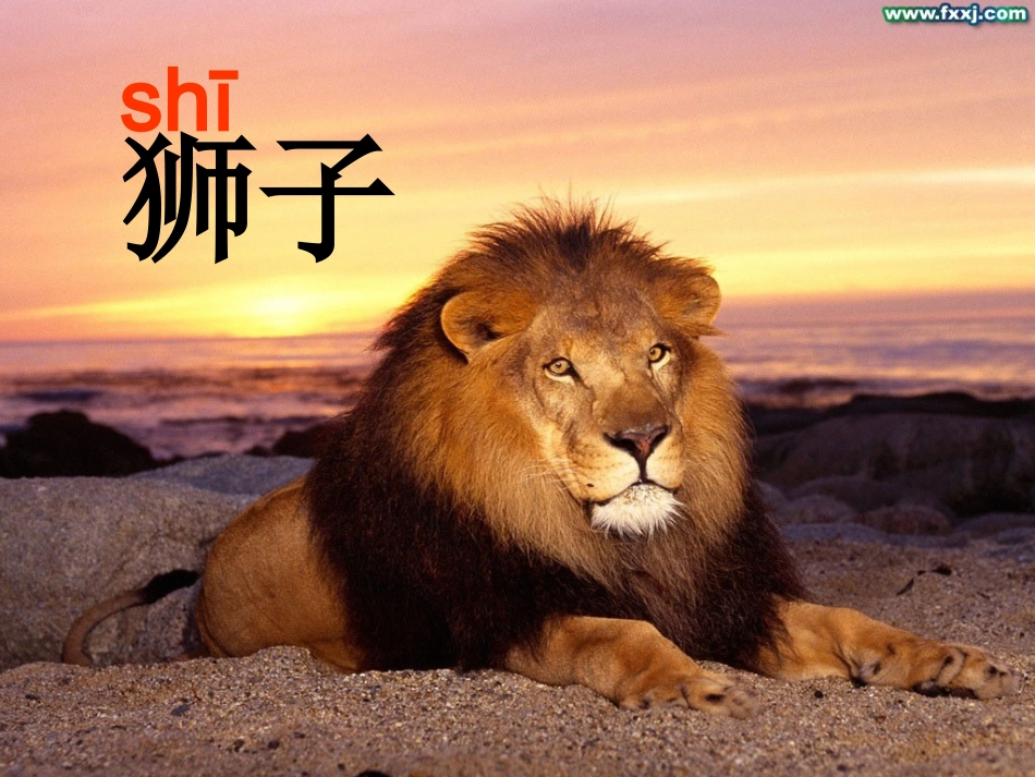 两只小狮子第一课时_第1页