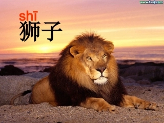 两只小狮子第一课时