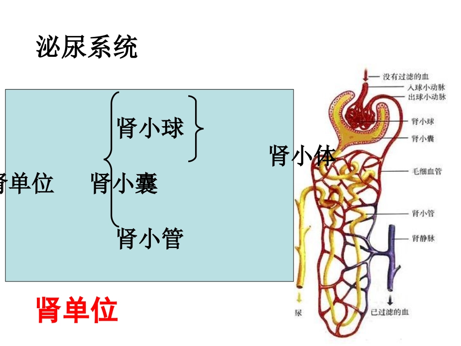心脏，泌尿系统专图_第3页