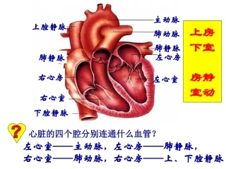心脏，泌尿系统专图