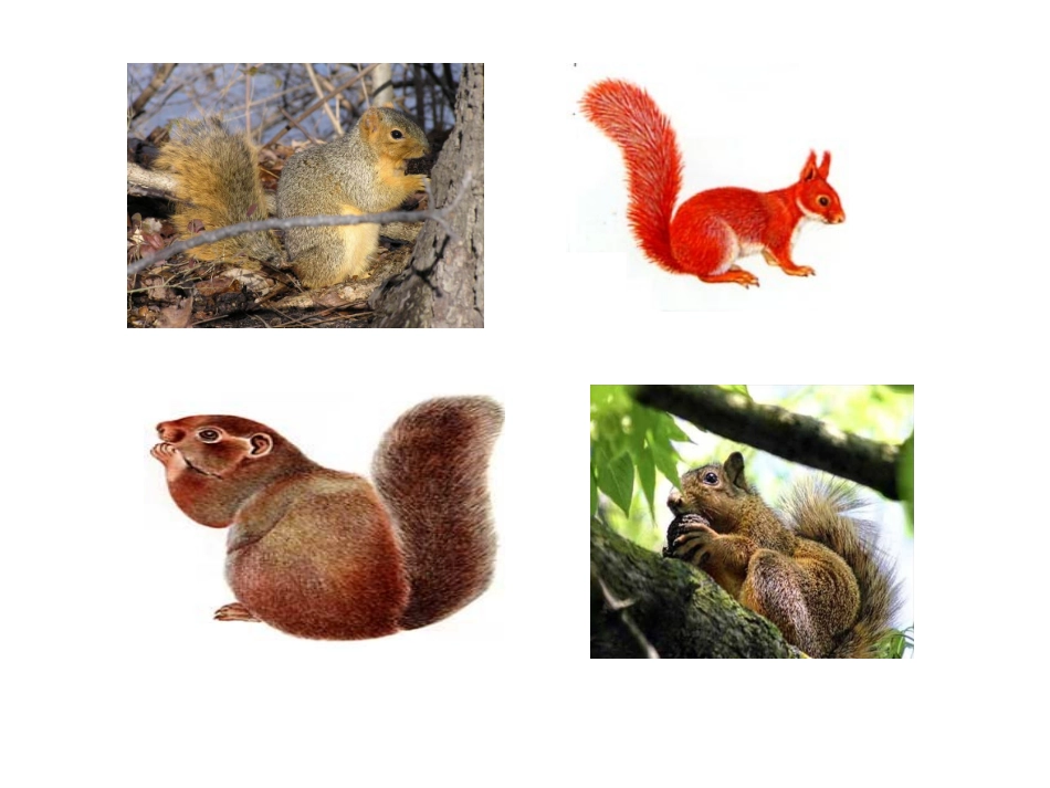 《松鼠》课件(北师大版三年级下册语文课件)_(1)_第2页