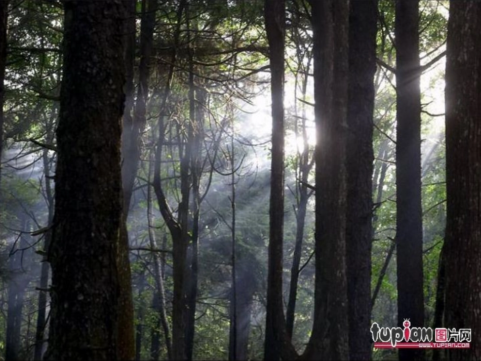 《松鼠》课件(北师大版三年级下册语文课件)_(1)_第3页