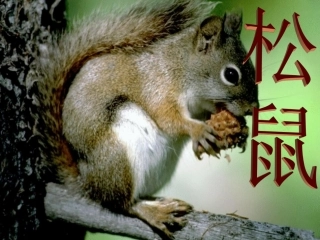 《松鼠》课件(北师大版三年级下册语文课件)_(1)