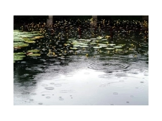 《雨后》PPT