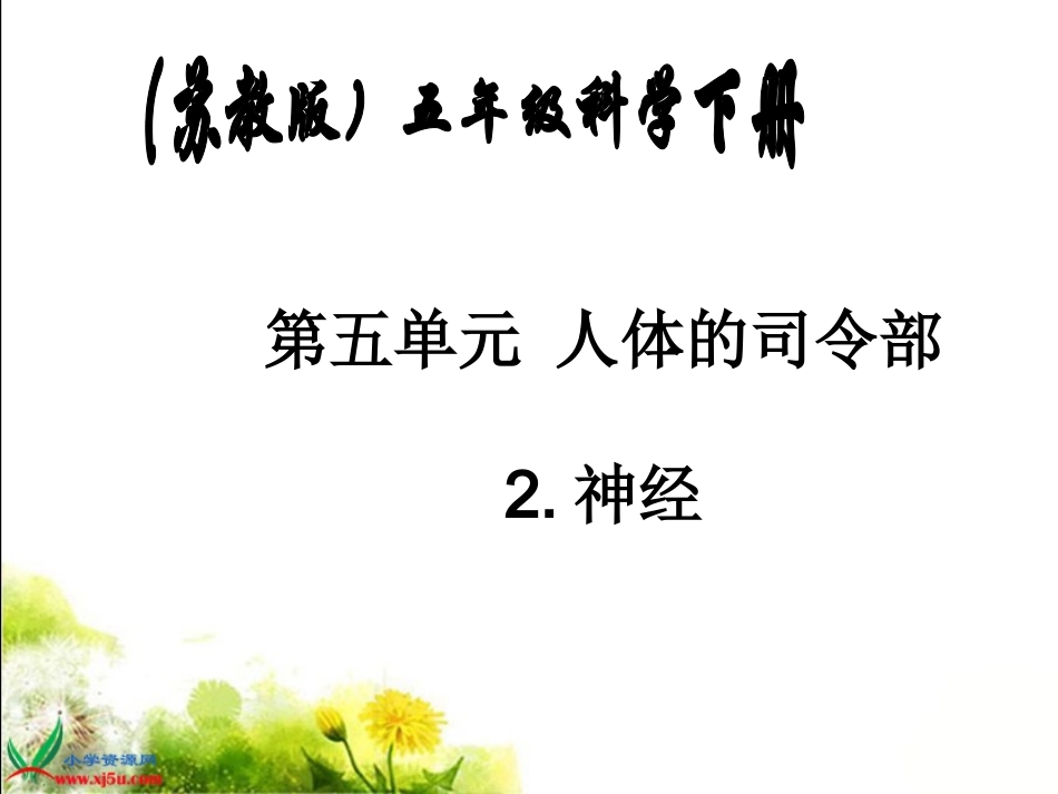苏教版小学科学五年级下册《神经》课件_第1页