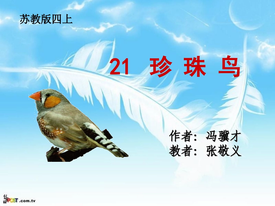 张敬义21珍珠鸟_第1页