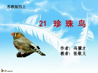 张敬义21珍珠鸟