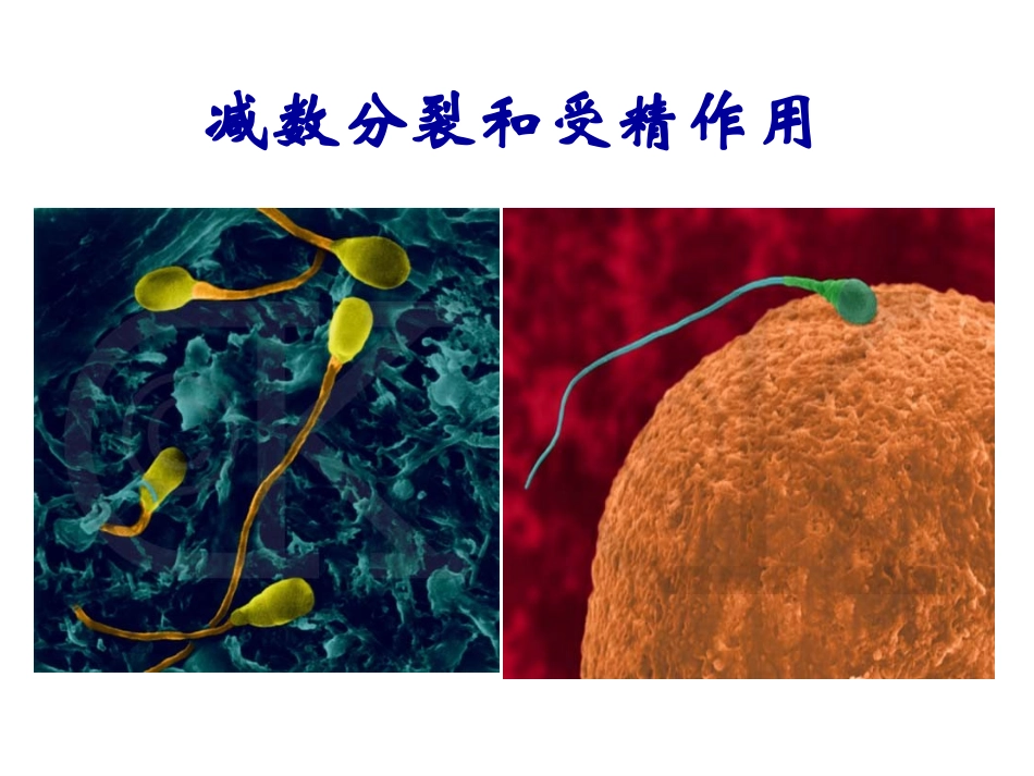 减数分裂和受精作用_第2页