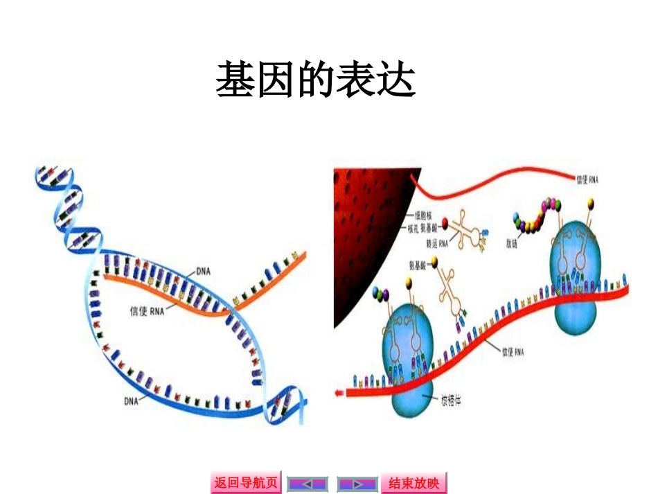基因的表达课件_第1页