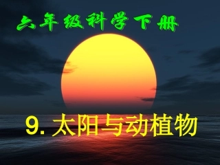 太阳与动植物