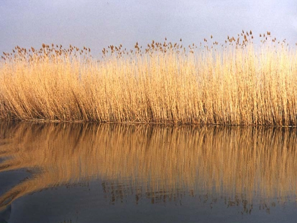 【人教版八上】芦花荡_第2页