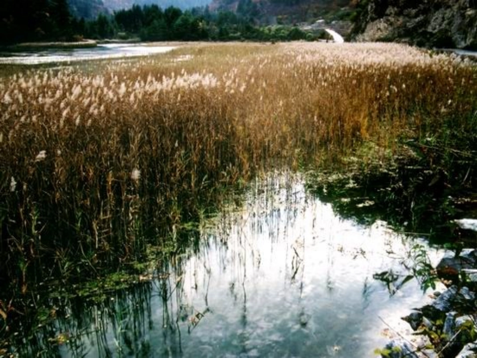 【人教版八上】芦花荡_第3页