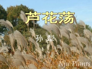 【人教版八上】芦花荡