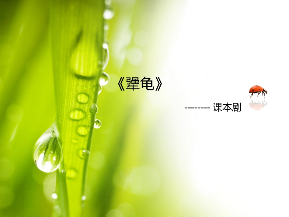 《犟龟》课本剧PPT_第1页