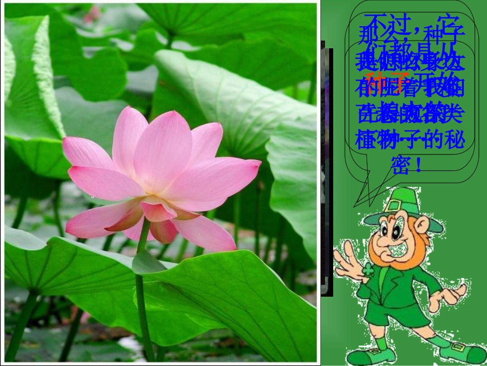 果实和种子课件PPT下载2_苏教版三年级科学下册课件_第2页