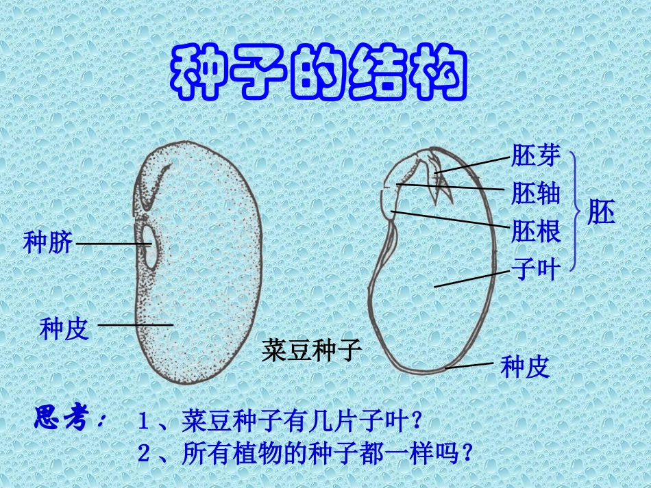 果实和种子课件PPT下载2_苏教版三年级科学下册课件_第3页