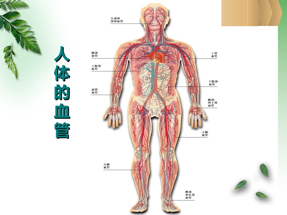 血流的管道—血管_第2页