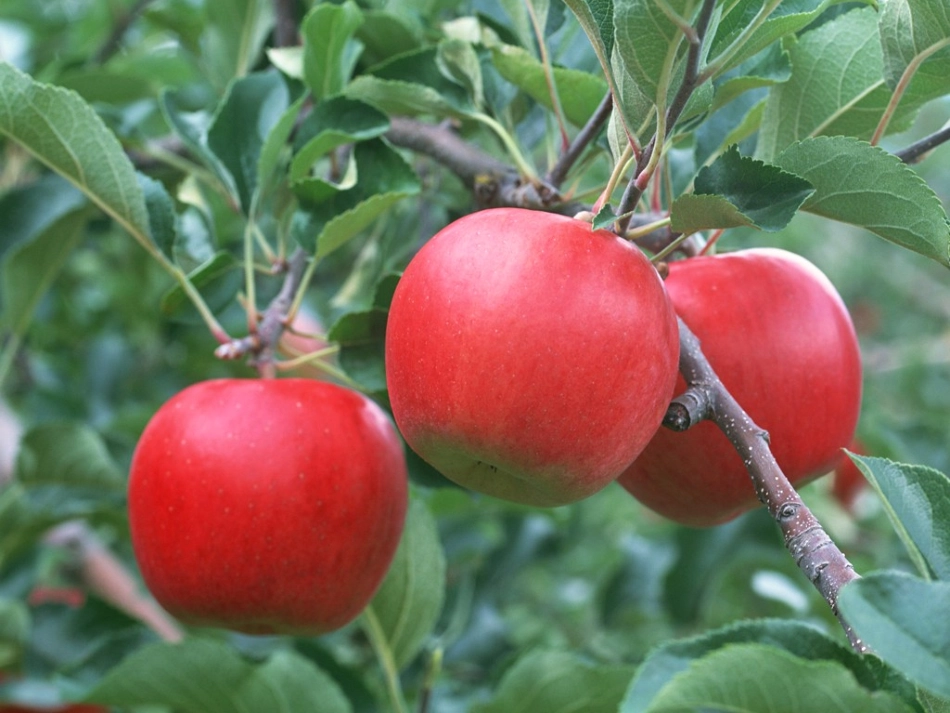 二年级上册《秋天的图画》教学图片_第3页