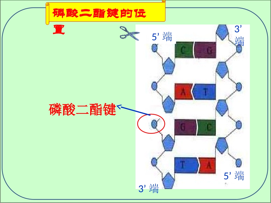DNA重组技术的基本工具_第3页