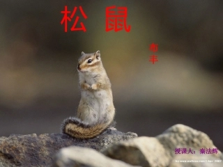 松鼠课件秦法辉