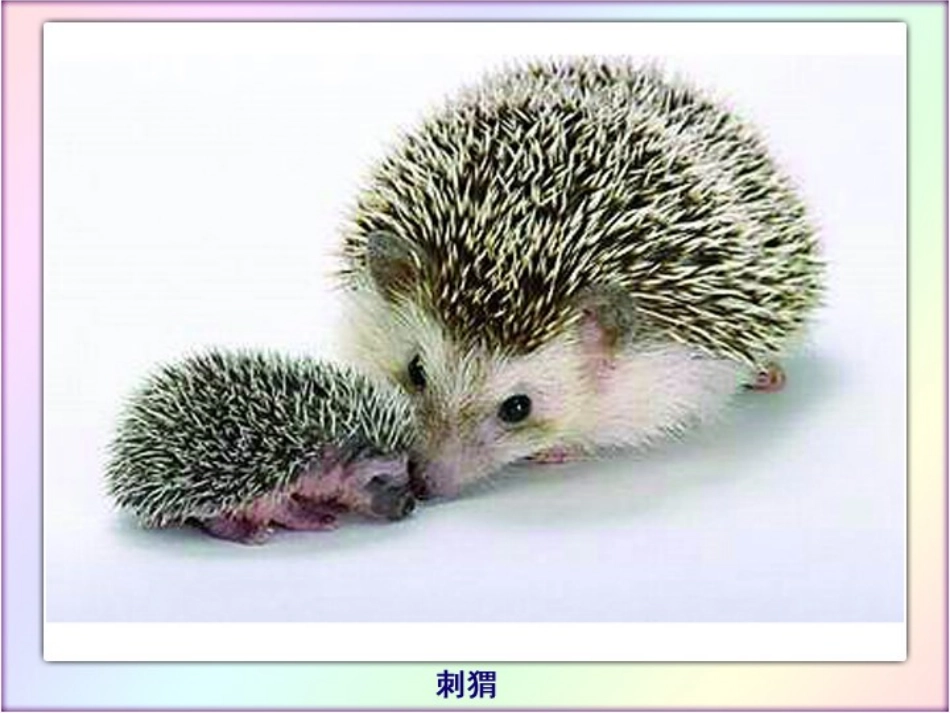 语文七色光二：猜一猜_第3页
