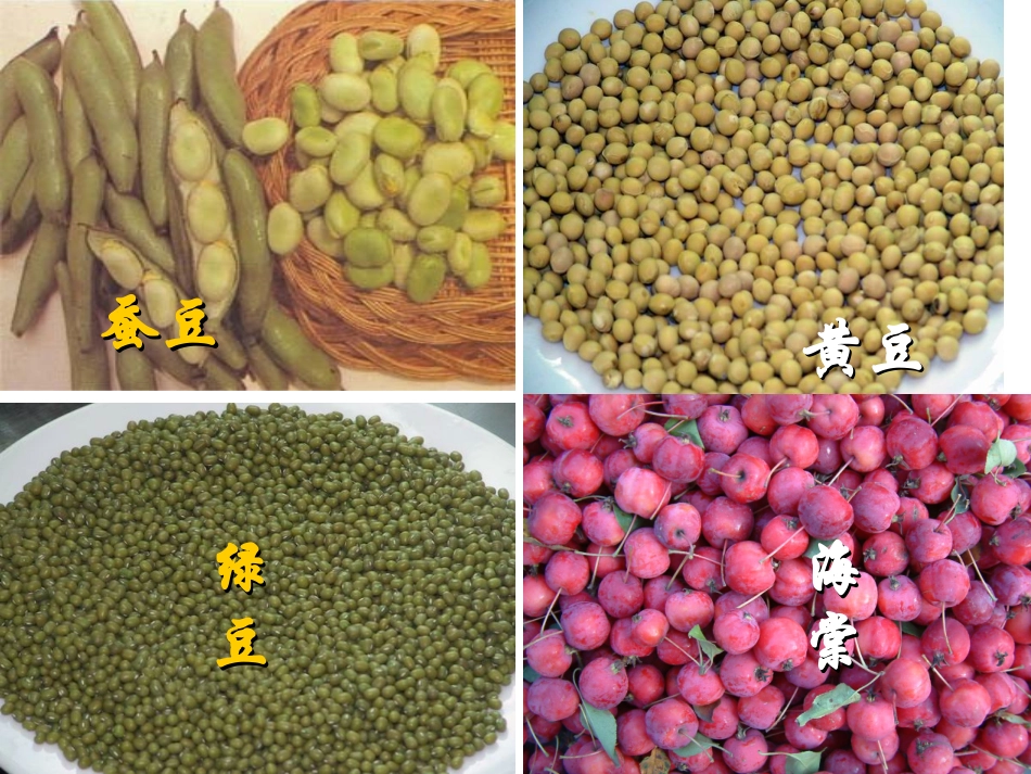 (新课堂模式)种子植物-1_第3页