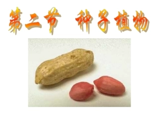 (新课堂模式)种子植物-1