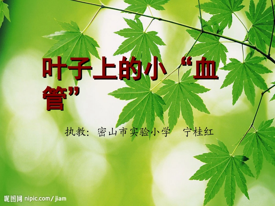 叶子上的小血管 (2)_第1页