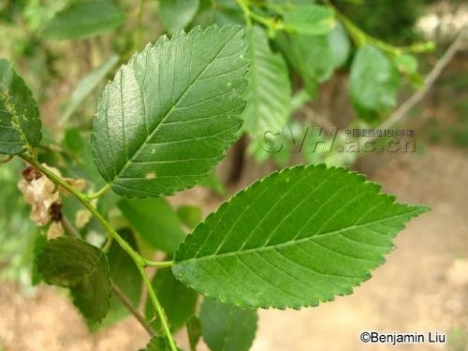 叶子上的小血管 (2)_第3页