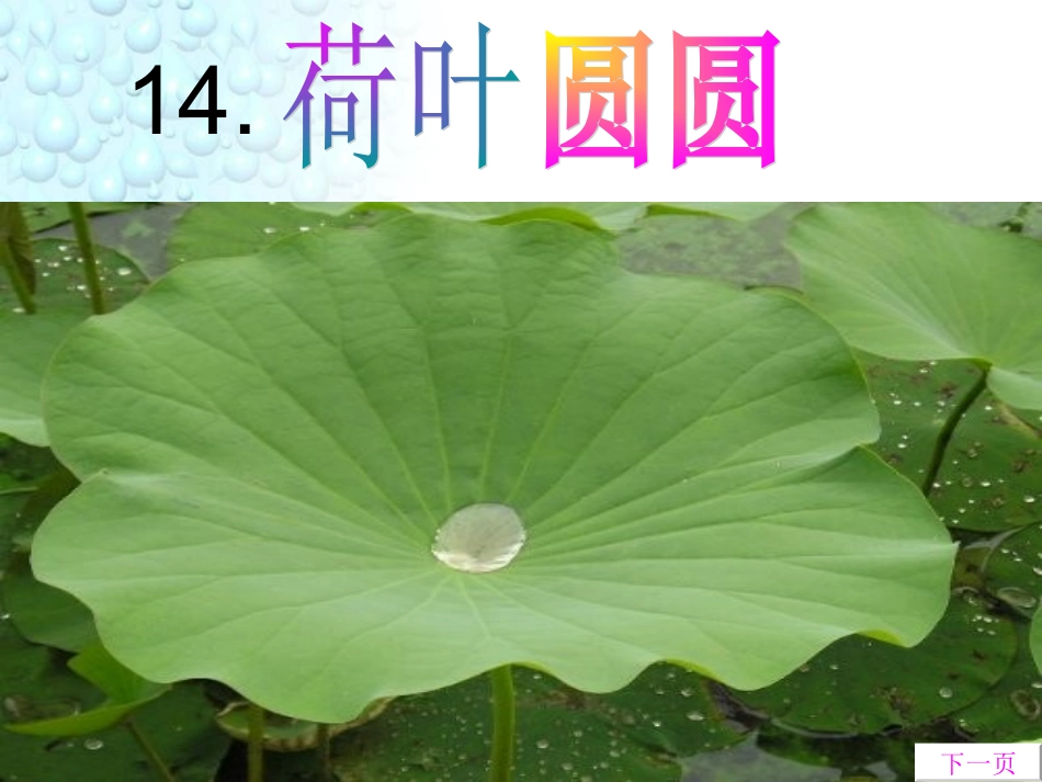 人教版一年级下册_14《荷叶圆圆》_课件_第2页