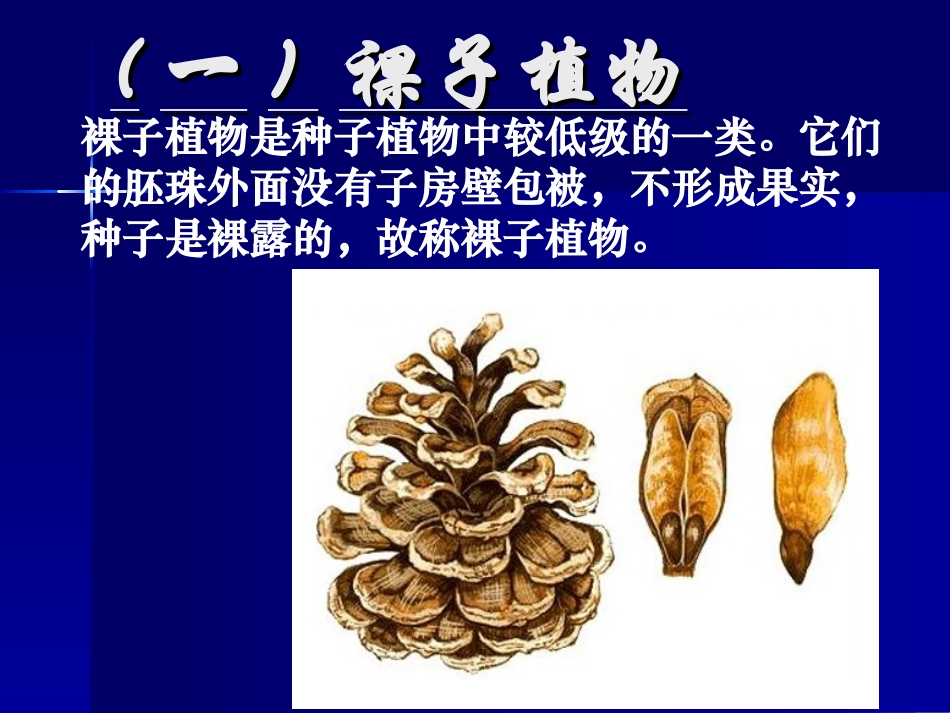植物的主要类群第二课时_第3页