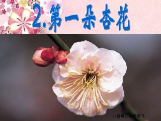 第一朵杏花课件