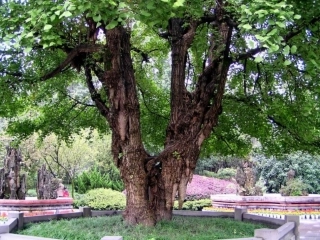 三棵银杏树四上