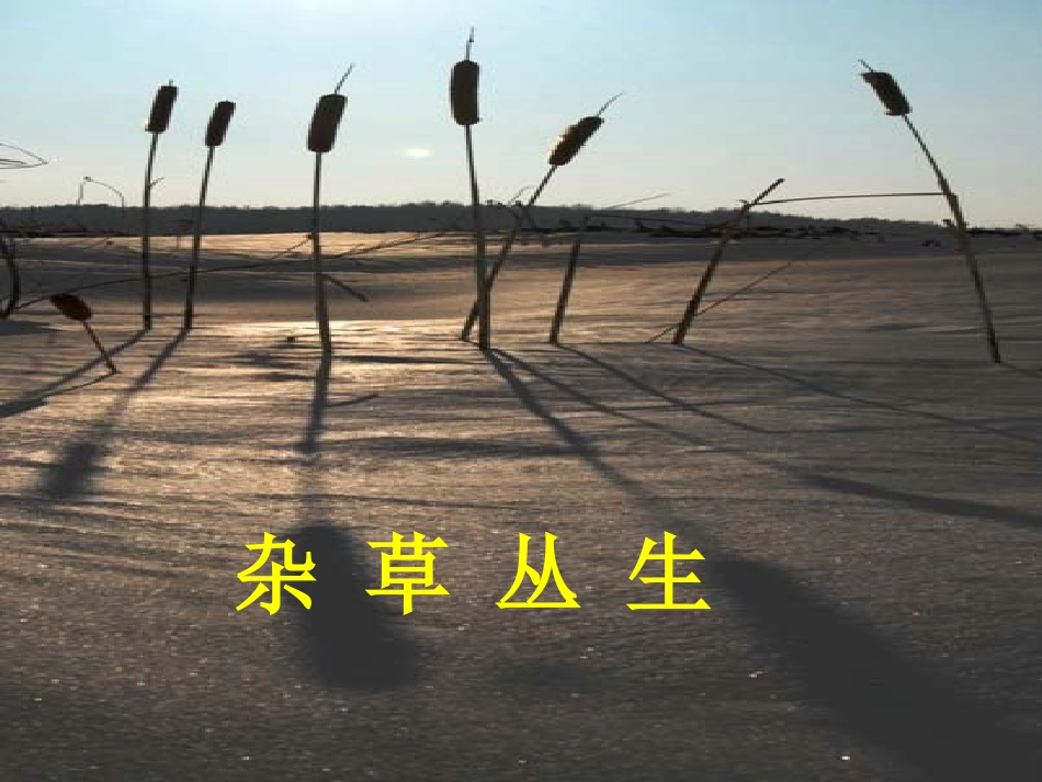 北大荒的秋天_第3页