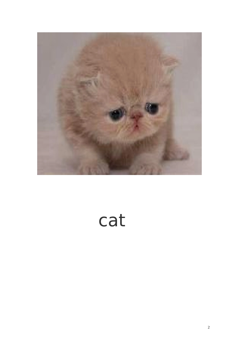 动物英语教学图_第2页