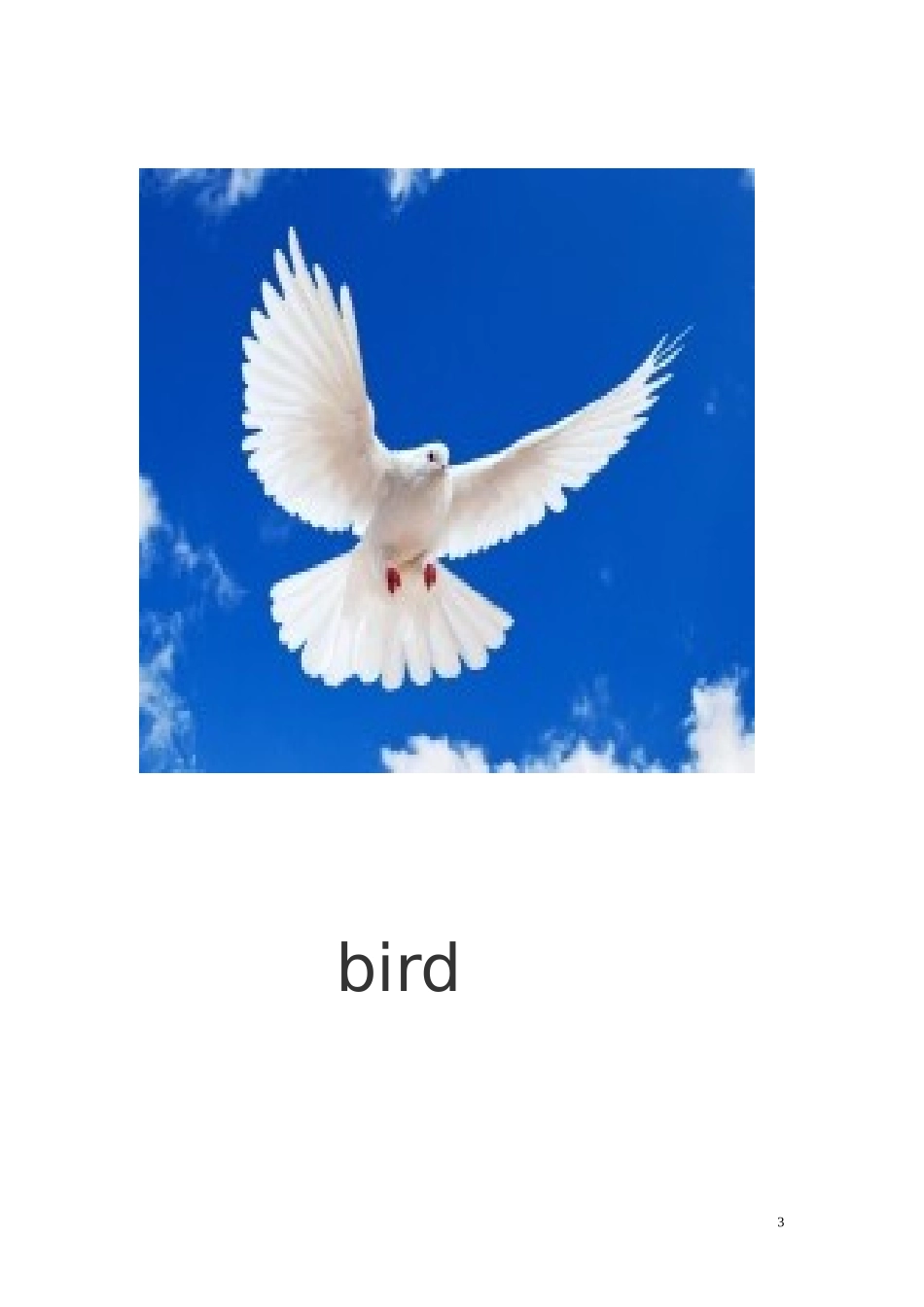 动物英语教学图_第3页