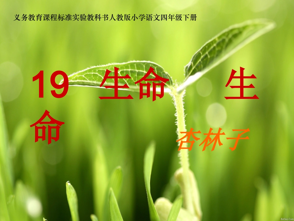 四年级语文《生命生命》优质课课件_第1页