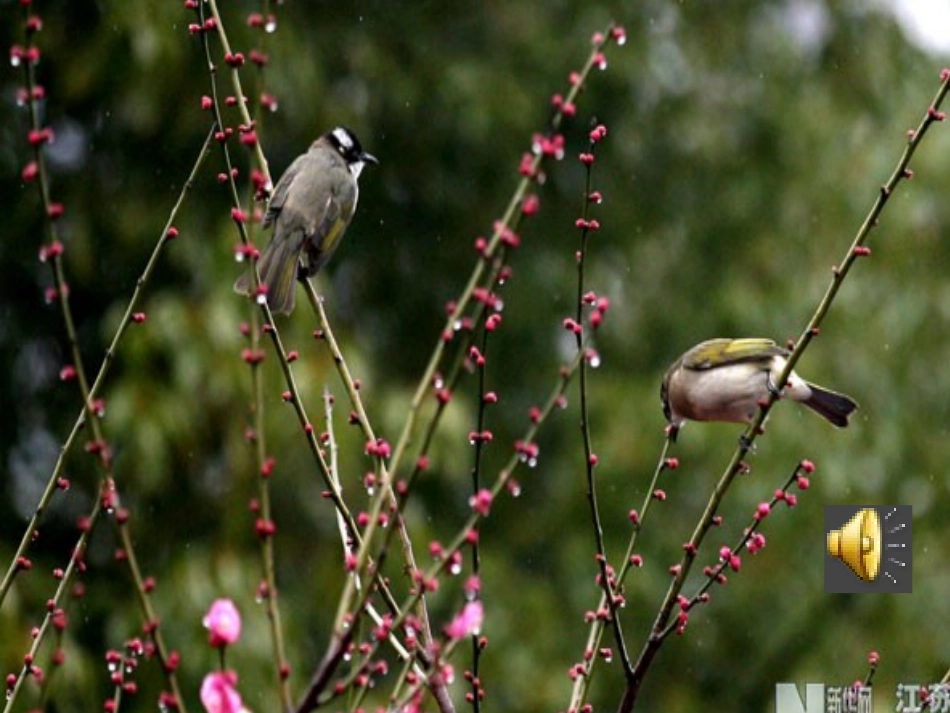 春天的诗教学_第2页