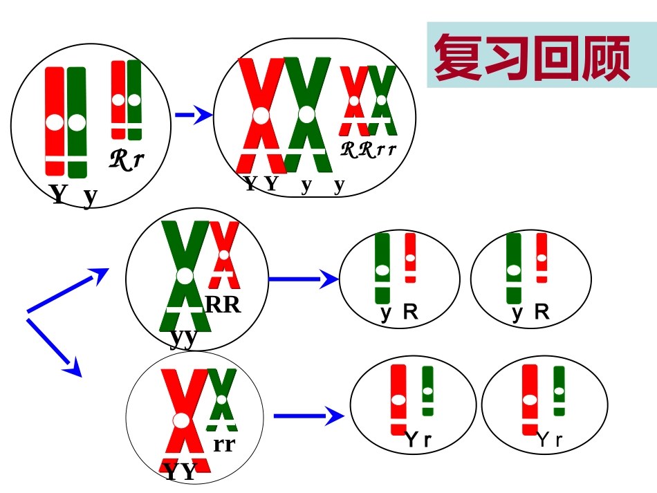伴性遗传复习课件_第1页