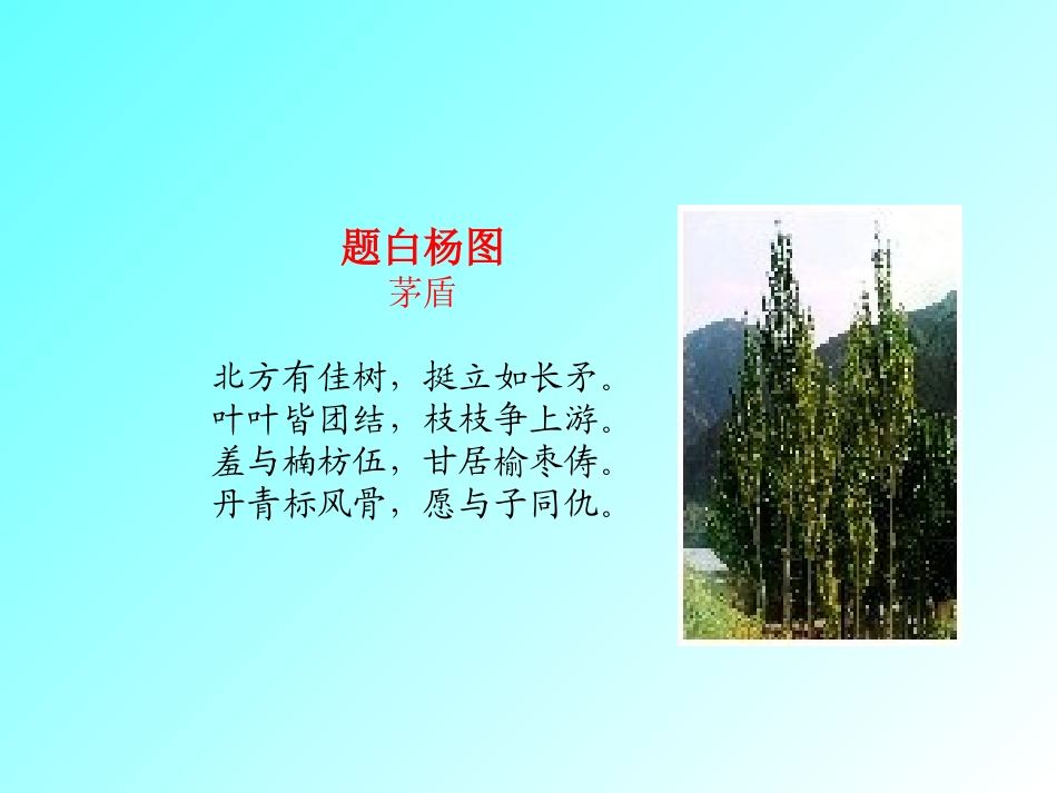 《白杨礼赞》课件1_第3页