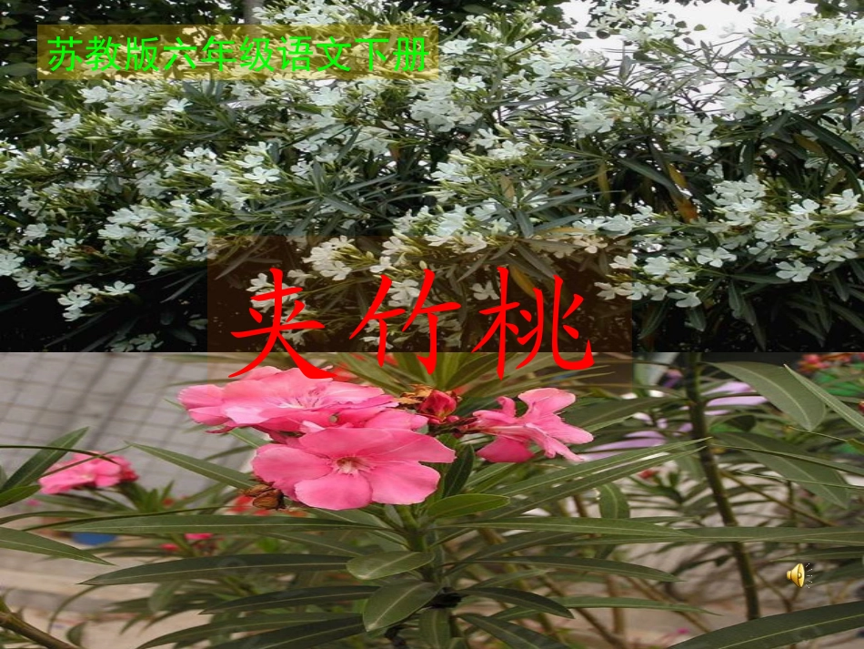 六年级语文下册夹竹桃3课件苏教版_第1页
