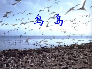 《鸟岛》课件