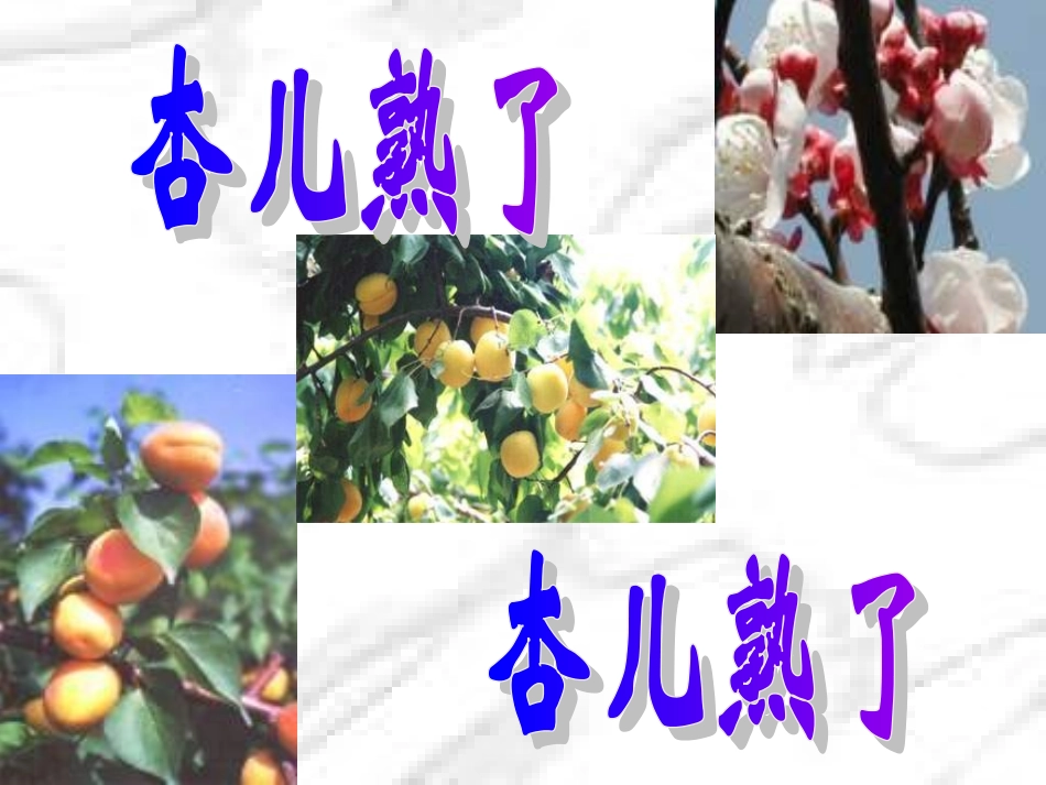 《杏儿熟了》4_第1页