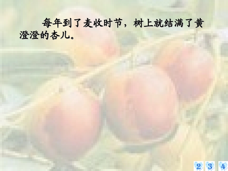 《杏儿熟了》4_第3页