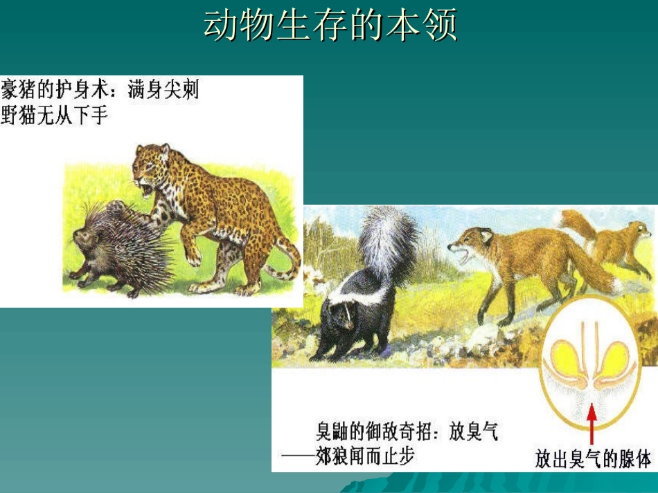 动物的生存本领_第1页