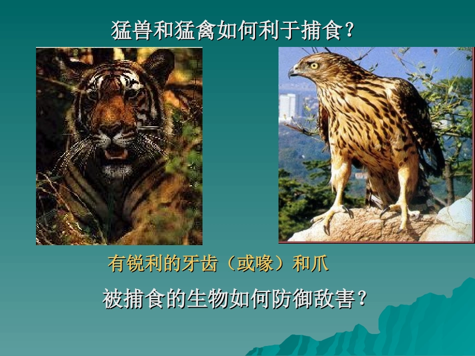 动物的生存本领_第2页